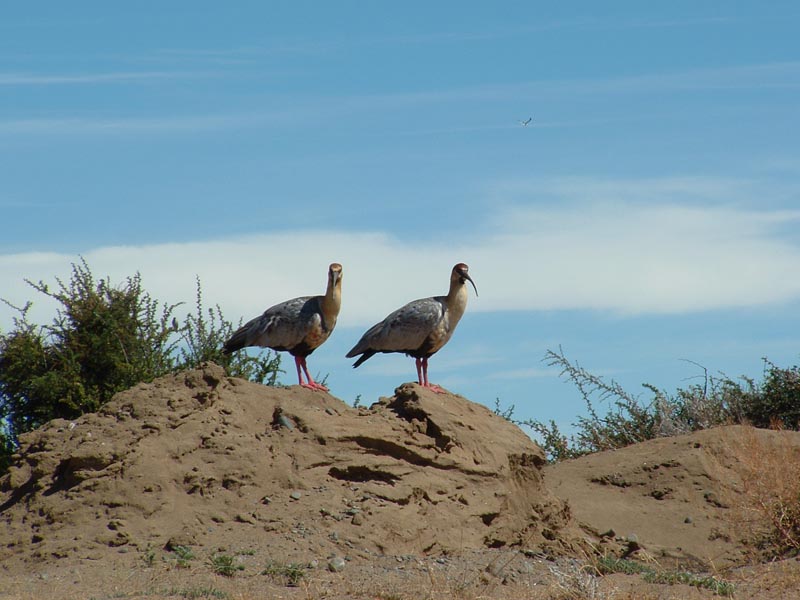 uccelli a El Calafate