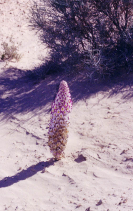 fiore del deserto